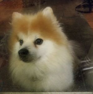 Meet your Posher, Norma